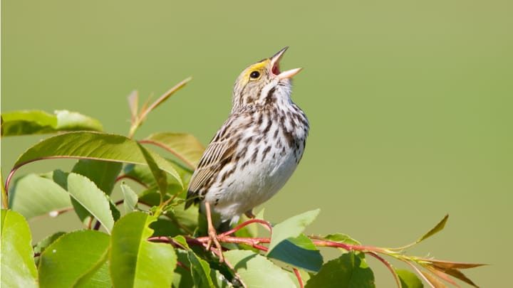China's FamousSparrow APT Spies on US Politics in Latin America